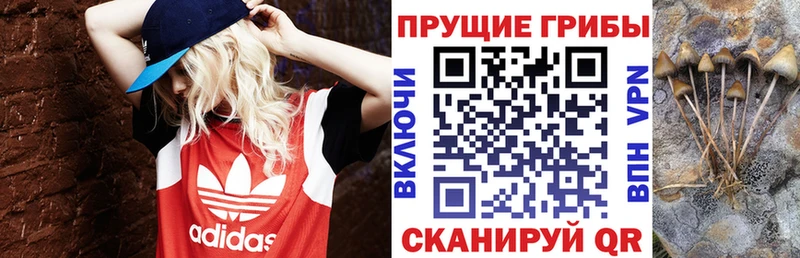 купить наркотик Володарск OMG ссылка Галлюциногенные грибы Psilocybine cubensis